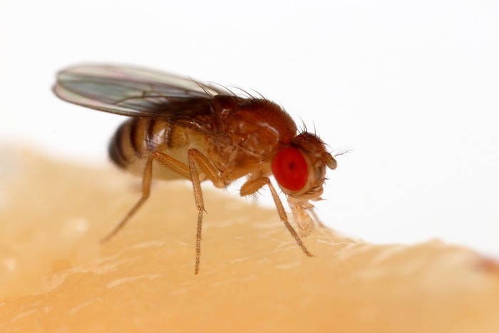 Lalat buah dari spesies Drosophila melanogaster