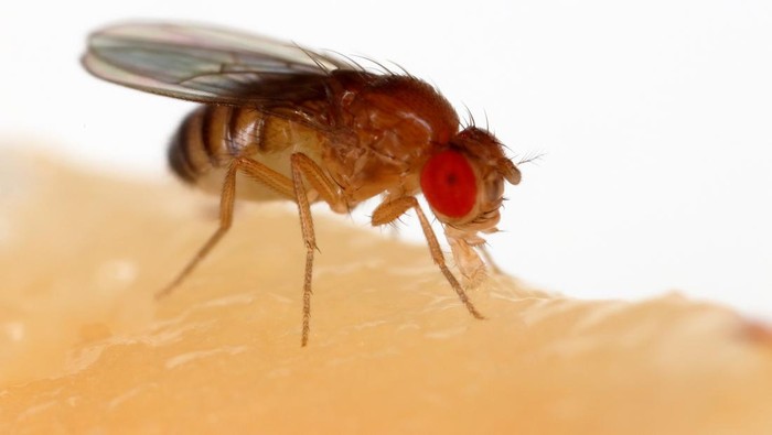 Lalat buah dari spesies Drosophila melanogaster