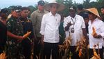 Momen Jokowi Tinjau Food Estate Keerom Papua