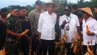 Panen perdana di ladang jagung tersebut menghasilkan 7 ton per hektarnya melebihi standar nasional yakni 5,6 ton per hektar 