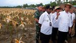 Momen Jokowi Tinjau Food Estate Keerom Papua
