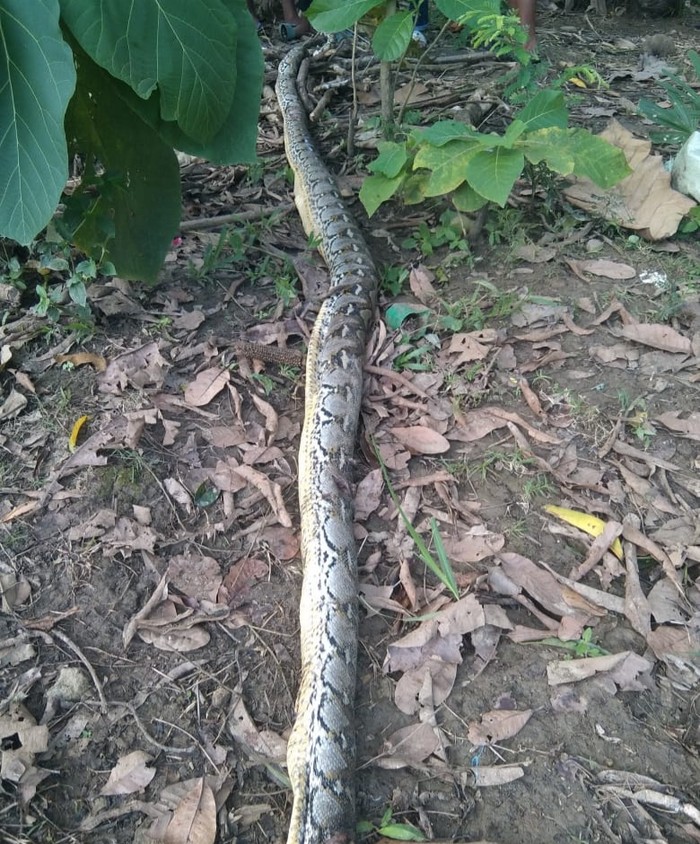 Bocah bernama Laode Ardin (8) di Kabupaten Muna, Sulawesi Tenggara (Sultra) tewas dililit ular piton berukuran 8 meter.