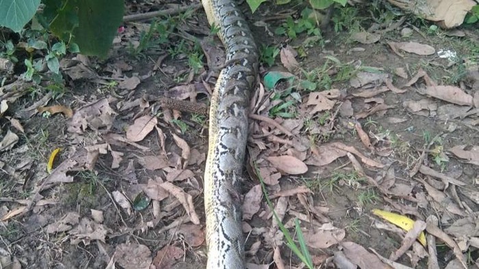 Bocah bernama Laode Ardin (8) di Kabupaten Muna, Sulawesi Tenggara (Sultra) tewas dililit ular piton berukuran 8 meter.