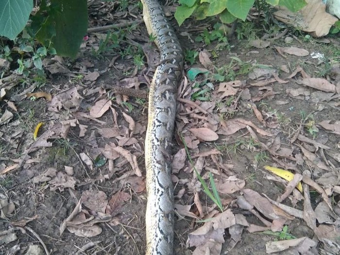 Bocah bernama Laode Ardin (8) di Kabupaten Muna, Sulawesi Tenggara (Sultra) tewas dililit ular piton berukuran 8 meter.