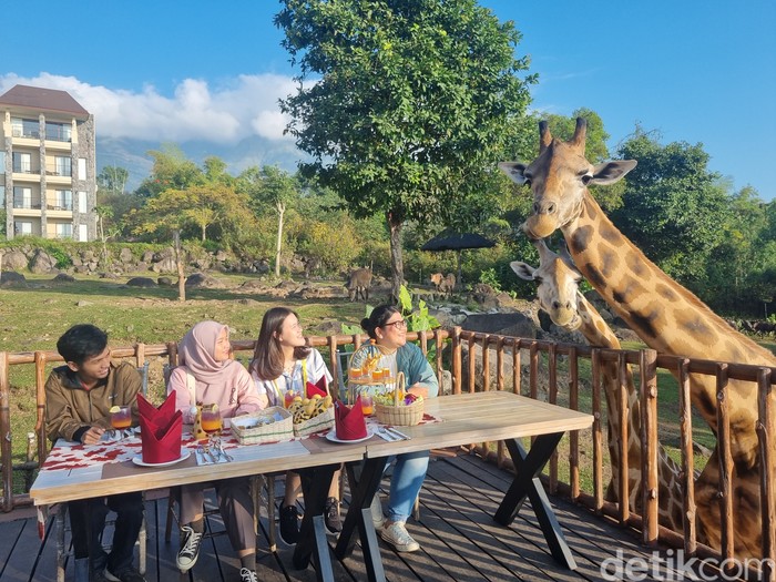 Nikmatnya sarapan ditemani jerapah di Baobab Safari Resort Prigen Pasuruan