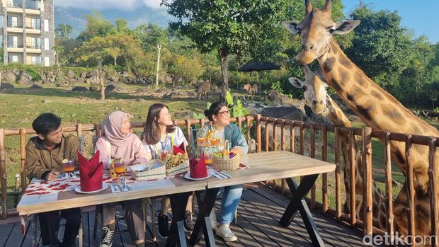 Nikmatnya sarapan ditemani jerapah di Baobab Safari Resort Prigen Pasuruan