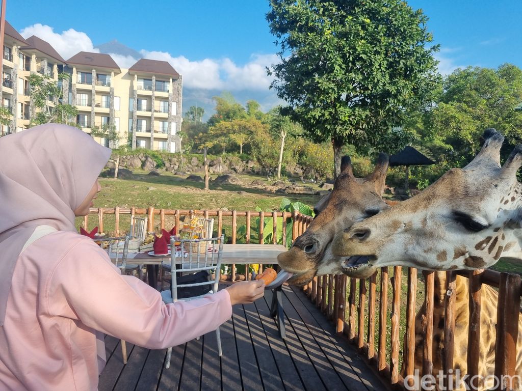 Nikmatnya sarapan ditemani jerapah di Baobab Safari Resort Prigen Pasuruan