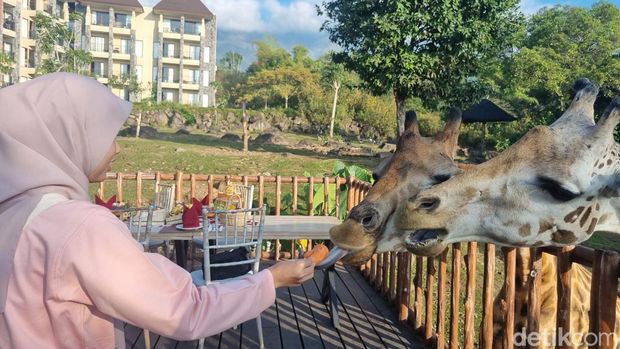 Nikmatnya sarapan ditemani jerapah di Baobab Safari Resort Prigen Pasuruan