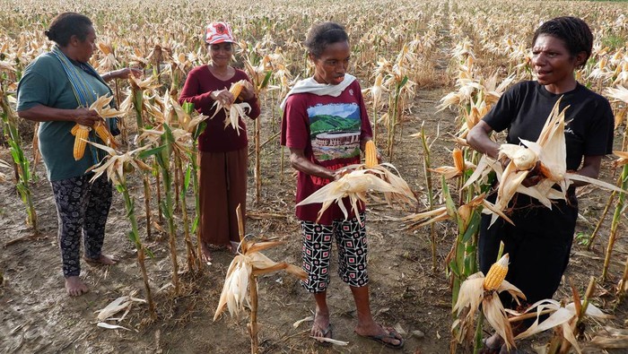 Petani memetik jagung saat panen perdana di kawasan lumbung pangan (food estate) Kampung Wambes, Distrik Mannem, Keerom, Papua, Kamis (06/07/2023). Lumbung pangan tersebut merupakan lahan pertanian percontohan guna memenuhi kebutuhan jagung nasional khususnya di wilayah Indonesia Timur. ANTARA FOTO/Sakti Karuru/Spt.