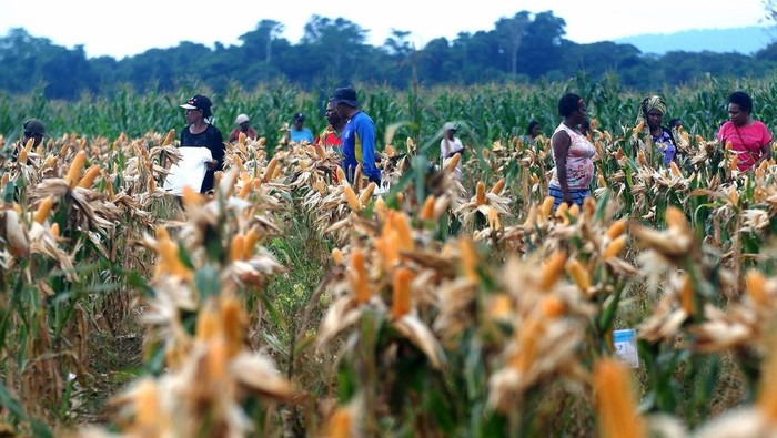 Petani memetik jagung dikala panen perdana di kawasan lumbung pangan (food estate) Kampung Wambes, Distrik Mannem, Keerom, Papua, Kamis (06/07/2023). Lumbung pangan tersebut ialah lahan pertanian percontohan guna menyanggupi keperluan jagung nasional utamanya di wilayah Indonesia Timur. ANTARA FOTO/Sakti Karuru/Spt.