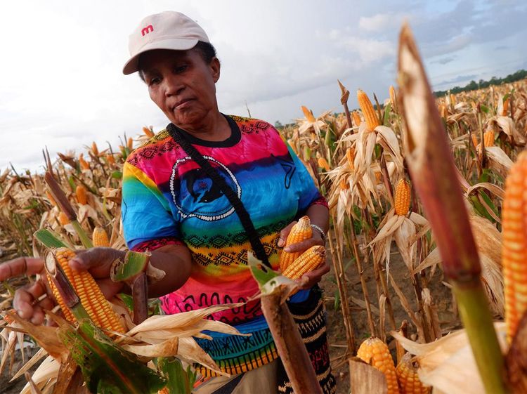 Potret Panen Jagung Perdana di Food Estate Papua