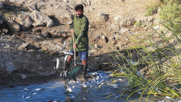 Ribuan ikan mati tiba-tiba di Sungai Al-ezz, Irak. Kematian ribuan ikan tersebut masih diselidiki penyebabnya.