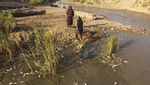 Ribuan Ikan Mati Misterius di Sungai Irak