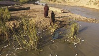 Penyebab ribuan ikan mati tersebut masih diselidiki penyebabnya.
