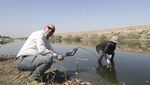 Ribuan Ikan Mati Misterius di Sungai Irak