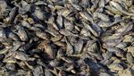 Ribuan Ikan Mati Misterius di Sungai Irak