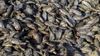 Penampakan ikan-ikan yang mati terdampar di pinggir Sungai Al-Ezz.