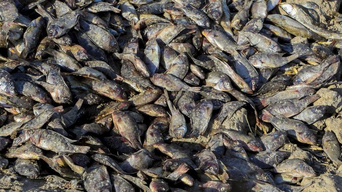 Ribuan Ikan Mati Bergelimpangan di Sungai Irak Ribuan ikan mati tiba-tiba di Sungai Al-ezz, Irak. Kematian ribuan ikan tersebut masih diselidiki penyebabnya.