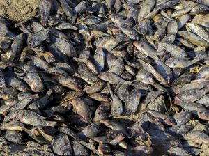 Ribuan Ikan Mati Misterius di Sungai Irak