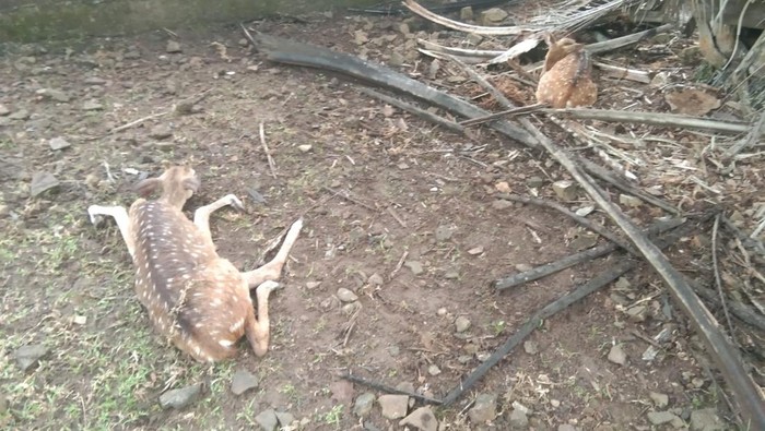 Rusa mati diserang anjing liar di Banyuasin.