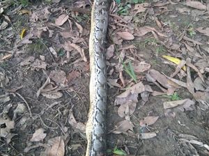 Detik-detik Mencekam Bocah di Muna Tewas Diterkam Ular Piton Saat Tidur