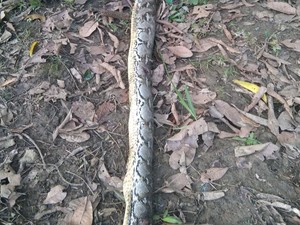 Amuk Warga Berujung Bakar Ular Piton 8 Meter Pemangsa Bocah hingga Tewas