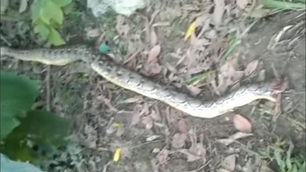 Laode Ardin, seorang bocah di Sulawesi Tenggara tewas dililit ular piton berukuran 8 meter. Korban dililit ular saat sedang tidur di rumah kebun neneknya.