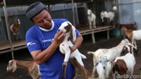 KBA Palu Layana Indah juga mengembangkan peternakan kambing. 