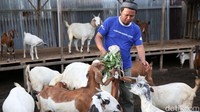 Pengembangan peternakan kambing dan pertanian cabai itu untuk meningkatkan taraf ekonomi warga. 