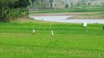 Warga Boyolali Manfaatkan Sungai yang Mengering untuk Bercocok Tanam
