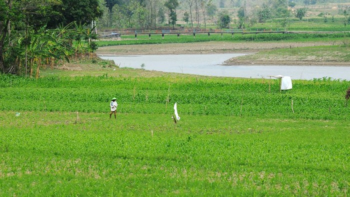 Musim kemarau mengakibatkan Sungai Serang, Boyolali, Jawa Tengah, mengering. Warga pun memanfaatkannya untuk bercocok tanam.