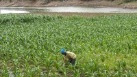 Warga Kemusu, Boyolali, Jawa Tengah, memanfaatkan Sungai Serang yang mengering untuk bercocok tanam, Sabtu (8/7/2023). 