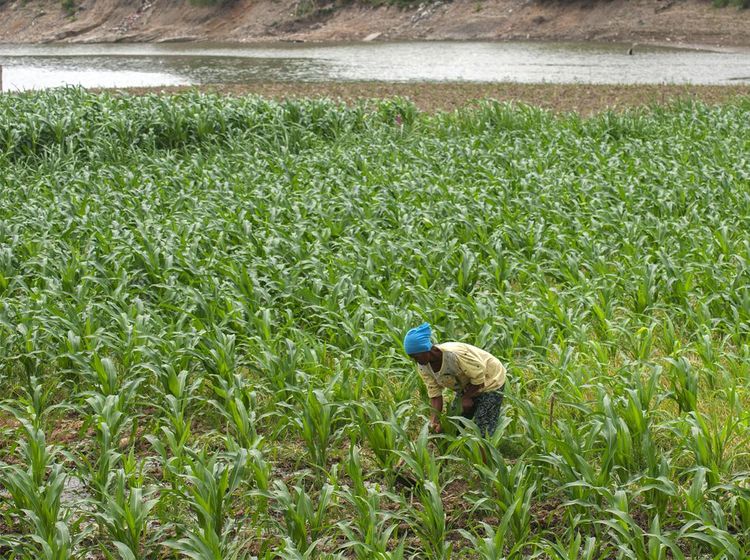 Warga Boyolali Manfaatkan Sungai yang Mengering untuk Bercocok Tanam
