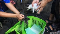Kucing-kucing itu akan divaksinasi rabies. 