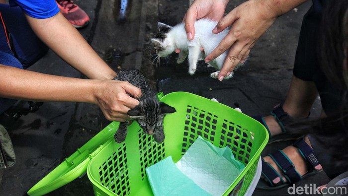 Razia Kucing Kampung di Stasiun Gondangdia Komunitas Let's Adopt Indonesia menangkap kucing-kucing liar dan tak bertuan atau kerap disebut kucing kampung di kawasan Stasiun Gondangdia, Jakarta, Sabtu (8/7/2023). Tujuannya untuk disterilisasi dan vaksinasi rabies. Sedikitnya 50 kucing ditangkap. Kegiatan tersebut dilakukan untuk mengurangi over populasi kucing yang ada di Jakarta. Walau Jakarta merupakan kota bebas penyakit rabies sejak 2004, kucing-kucing yang ditangkap tetap di vaksin rabies untuk mengantisipasi adanya penyebaran.