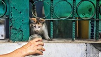 Nantinya, kucing-kucing itu akan dilepas lagi setelah divaksinasi rabies. Pelepasan akan dilakukan pada 10 dan 16 Juli 2023. 