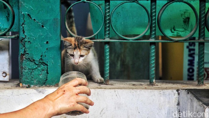 Komunitas Lets Adopt Indonesia menangkap kucing-kucing liar dan tak bertuan atau kerap disebut kucing kampung di kawasan Stasiun Gondangdia, Jakarta, Sabtu (8/7/2023). Tujuannya untuk disterilisasi dan vaksinasi rabies. Sedikitnya 50 kucing ditangkap. Kegiatan tersebut dilakukan untuk mengurangi over populasi kucing yang ada di Jakarta. Walau Jakarta merupakan kota bebas penyakit rabies sejak 2004, kucing-kucing yang ditangkap tetap di vaksin rabies untuk mengantisipasi adanya penyebaran.