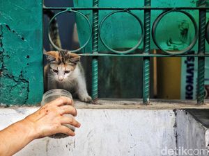 Susah Usir Kucing Liar? Tenang, Mereka Takut Lho Sama Barang Ini
