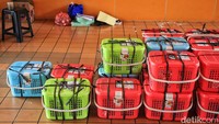 Sedikitnya 50 kucing ditangkap.  
