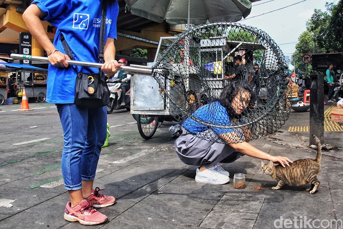 Komunitas Let's Adopt Indonesia menangkap kucing-kucing liar dan tak bertuan atau kerap disebut kucing kampung di kawasan Stasiun Gondangdia, Jakarta, Sabtu (8/7/2023). Tujuannya untuk disterilisasi dan vaksinasi rabies. Sedikitnya 50 kucing ditangkap. Kegiatan tersebut dilakukan untuk mengurangi over populasi kucing yang ada di Jakarta. Walau Jakarta merupakan kota bebas penyakit rabies sejak 2004, kucing-kucing yang ditangkap tetap di vaksin rabies untuk mengantisipasi adanya penyebaran.