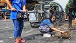 Kucing Kampung di Stasiun Gondangdia Dirazia untuk Divaksinasi
