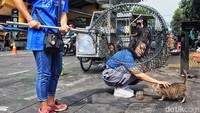 Komunitas Lets Adopt Indonesia menggelar razia kucing liar dan tak bertuan atau kerap disebut kucing kampung di kawasan Stasiun Gondangdia, Jakarta, Sabtu (8/7/2023). 