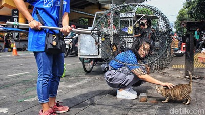 Kucing Kampung di Stasiun Gondangdia Dirazia untuk Divaksinasi
