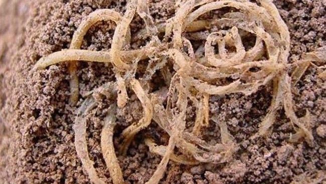 Ribuan Tahun Terkubur! Ini 5 Fosil Makanan yang Berhasil Ditemukan