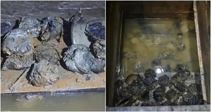 Ribuan Tahun Terkubur! Ini 5 Fosil Makanan yang Berhasil Ditemukan