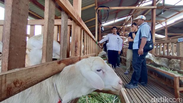 Suasana Peternakan Wana Delima Mandiri di Sidomulyo, Pengasih, Kulon Progo, Sabtu (8/7/2023).