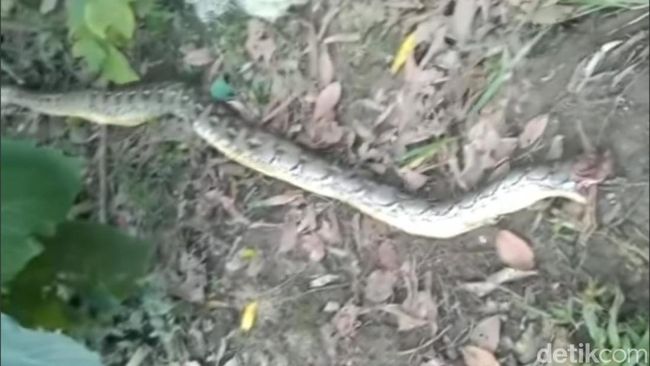 Qisqichbaqasimon ona bilan iflos jinsiy aloqa