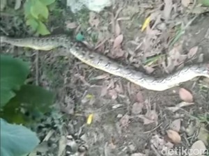 Fakta-fakta Mengerikan Bocah Tewas Dililit-Diterkam Ular Piton di Muna