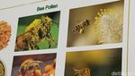 Foto: Belajar tentang Lebah dan Madu di Big Bee Farm Thailand
