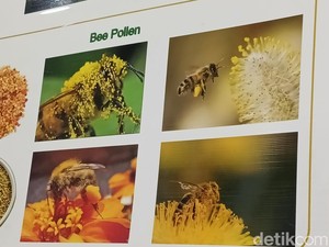 Bukti Betapa Cerdasnya Lebah, Padahal Otaknya Lebih Kecil dari Wijen